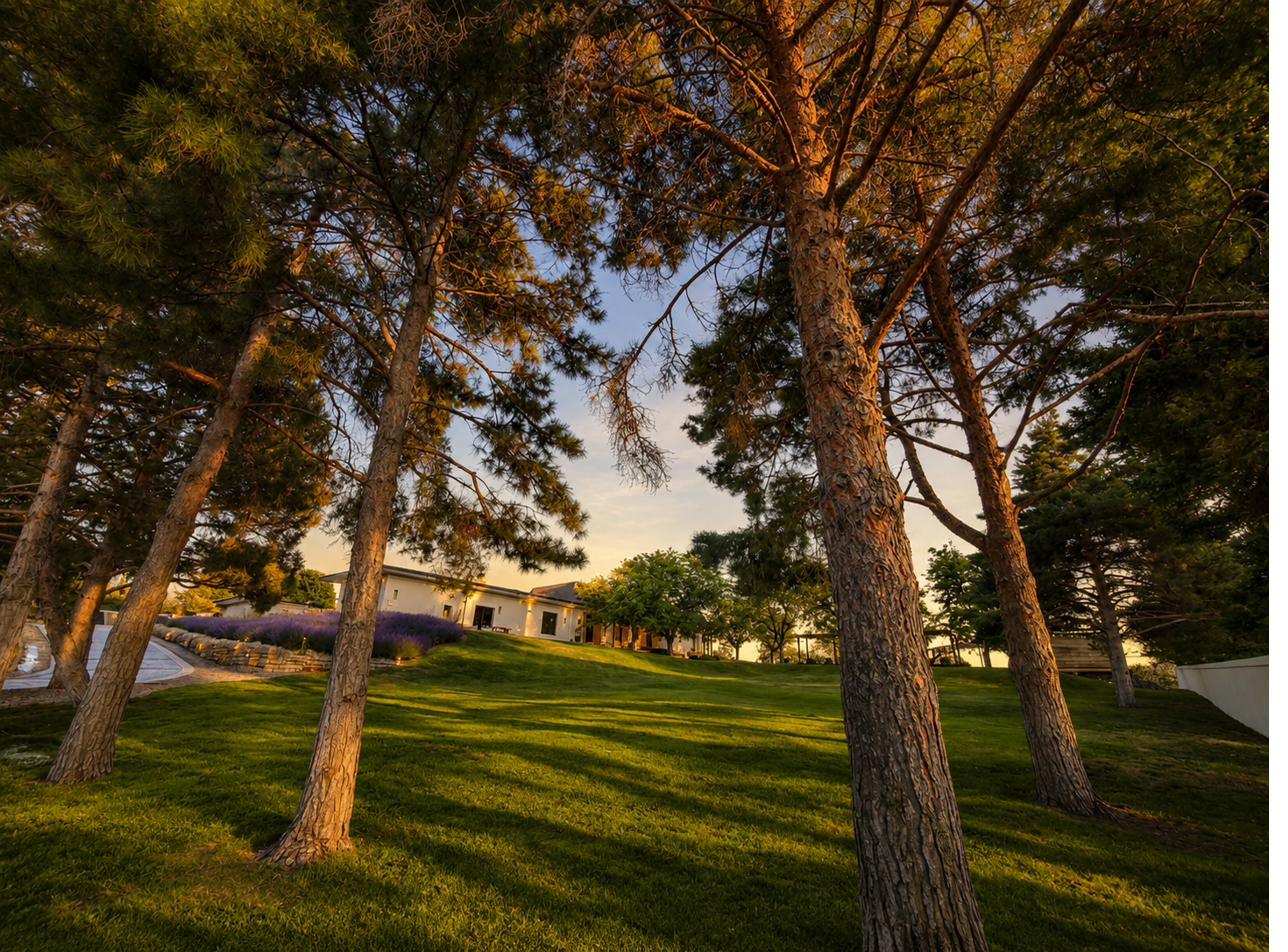 Western approach to the residence through mature pines